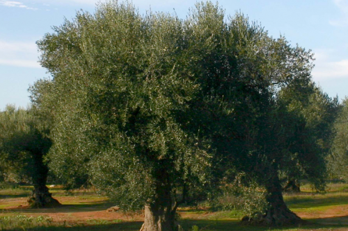 albero ulivo